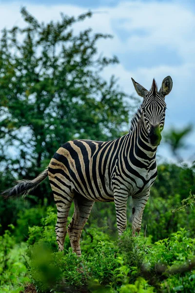 Zebra Chapman Parte Norte Parque Nacional Kruger África Sul — Fotografia de Stock