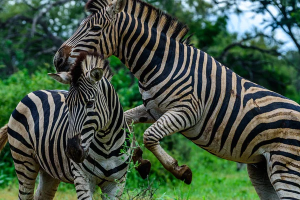 Par Zebras Chapman Parte Norte Parque Nacional Kruger África Sul — Fotografia de Stock