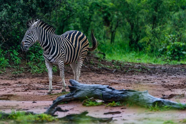 Una Zebra Chapman Piedi Nella Parte Settentrionale Del Parco Nazionale — Foto Stock