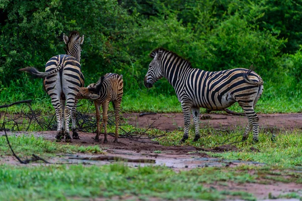 Herd Chapman Zebras North Part Kruger National Park South Africa — Stock Photo, Image