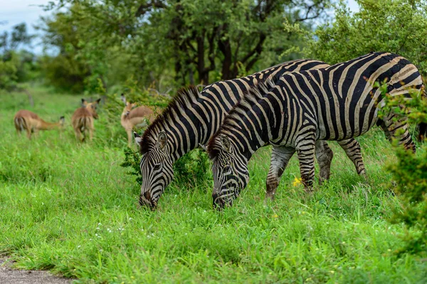 Paio Zebre Chapman Nella Parte Nord Del Parco Nazionale Kruger — Foto Stock