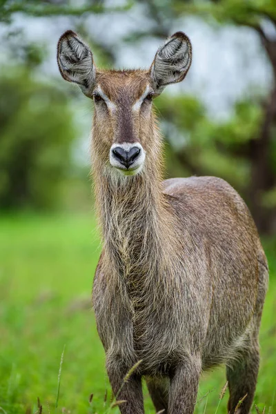 stock image Waterbuck female in Kruger NP in South Africa.