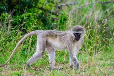 Güney Afrika 'daki Kruger Ulusal Parkı' nda tek bir Vervet maymunu.