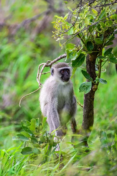 Pojedyncza Małpa Vervet Parku Narodowym Kruger Republice Południowej Afryki — Zdjęcie stockowe