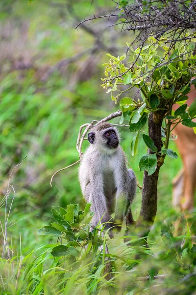 Pojedyncza Małpa Vervet Parku Narodowym Kruger Republice Południowej Afryki — Zdjęcie stockowe