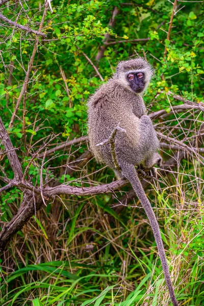Solo Mono Vervet Parque Nacional Kruger Sudáfrica — Foto de Stock