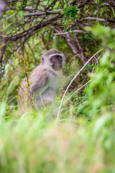 南アフリカのクルーガー国立公園にある1匹のヴェルヴェット猿 — ストック写真