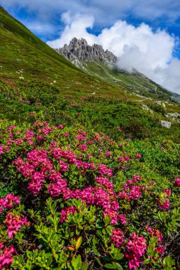 Avusturya 'daki Stubai Alpleri' nde Elferspitze (2505 metre) önplanda çiçeklerle bulutların içinde. 