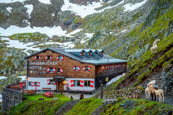 Стадо Овец Возле Инсбрукера Хутте Штубайских Альпах Австрии Туманным Утром — стоковое фото