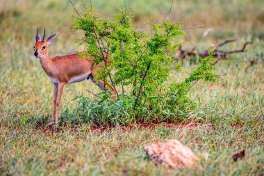 Güney Afrika 'daki Kruger parkında Steenbok' un erkeği..