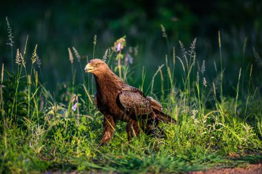 Güney Afrika 'daki Kruger NP' de kahverengi yılan kartalı (Circaetus cinereus).