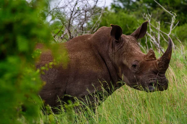 Critically Endangered Black Rhinoceros Kruger Park South Africa — Stock Photo, Image