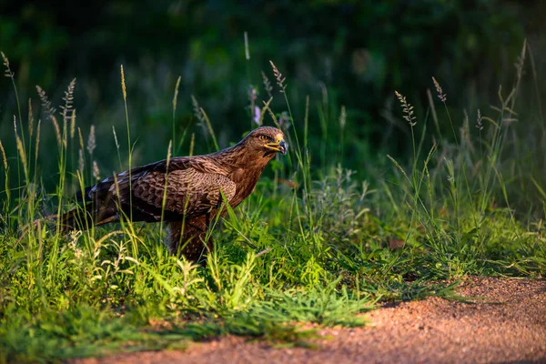 Brown Snake Eagle Circaetus Cinereus Kruger South Africa — Stock Photo, Image