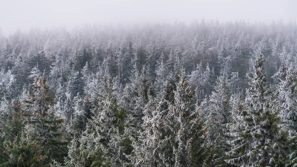 Fagyasztott Fák Ködben Krkonose Nemzeti Parkban — Stock Fotó