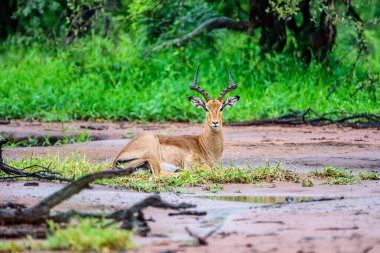 İmpala, Güney Afrika 'daki Kruger parkında görülen en yaygın hayvandır..