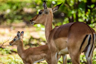 İmpala, Güney Afrika 'daki Kruger parkında görülen en yaygın hayvandır..