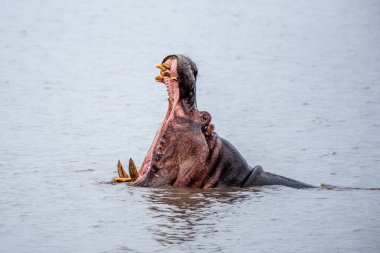 Güney Afrika 'daki Kruger Park' ta kükreyen su aygırı..