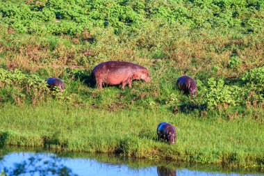 Güney Afrika 'daki Kruger Park' taki su aygırı..