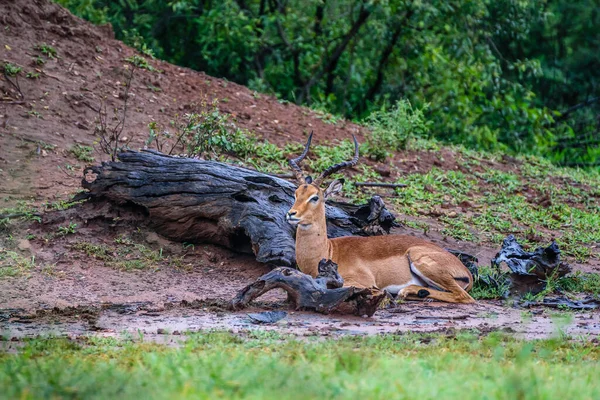 Impala Animal Más Común Ver Parque Kruger Sudáfrica —  Fotos de Stock