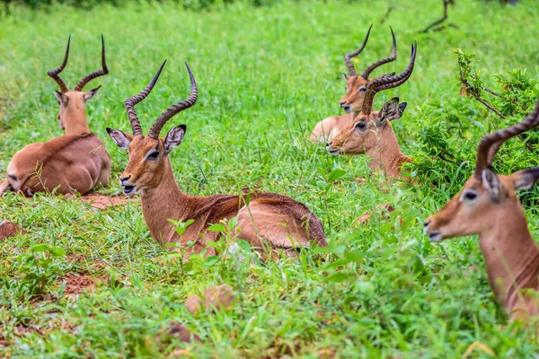 İmpala, Güney Afrika 'daki Kruger parkında görülen en yaygın hayvandır..