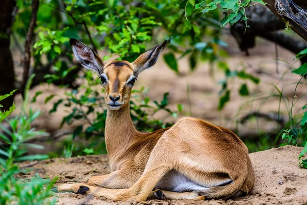 Impala Animale Più Comune Vedere Nel Parco Kruger Sud Africa — Foto Stock