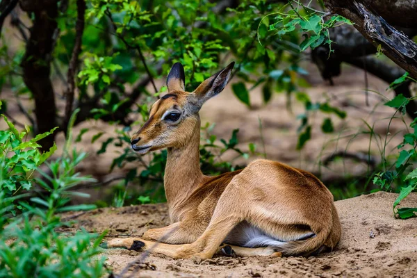 Impala Animale Più Comune Vedere Nel Parco Kruger Sud Africa — Foto Stock