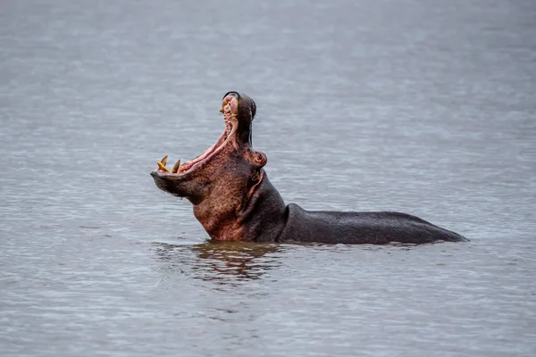 南非克鲁格公园里咆哮的河马 — 图库照片