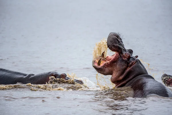 Fighting Hippos Territory Kruger Park South Africa — Stock Photo, Image