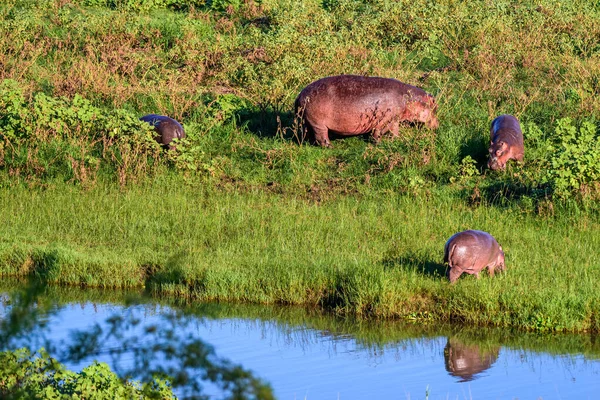 Hippopotamus Kruger Park South Africa — Stock Photo, Image