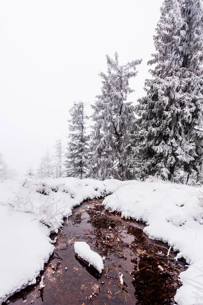 Liten Bäck Krkonose Nationalpark Dimmig Kall Vinterdag — Stockfoto