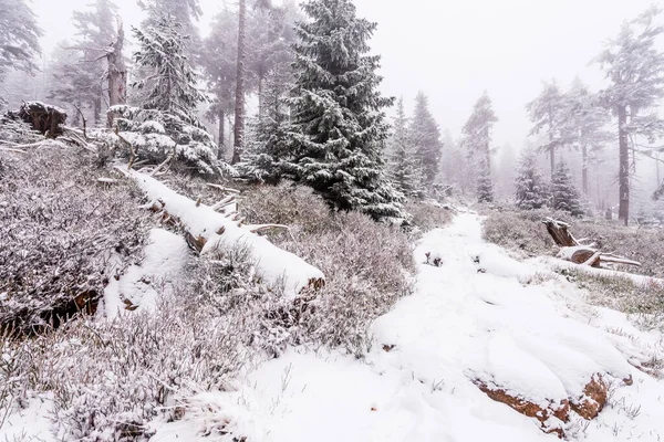 Floresta Congelada Parque Nacional Krkonose Dia Inverno Frio Nebuloso — Fotografia de Stock