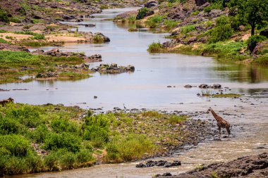 Güney Afrika zürafası Güney Afrika 'da Kruger NP' de. 