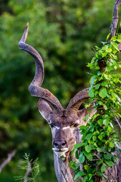 Close Van Mannelijke Greater Kudu Kruger Park Zuid Afrika — Stockfoto