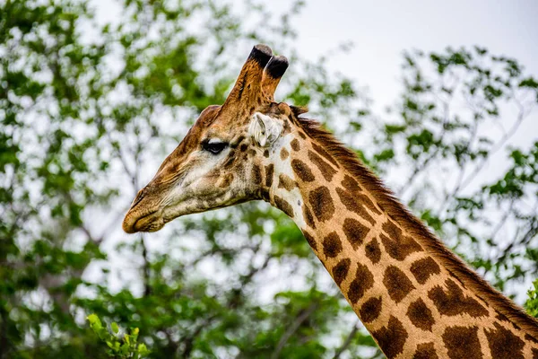 Güney Afrika Daki Kruger Nin Güney Afrika Zürafasının Başı — Stok fotoğraf