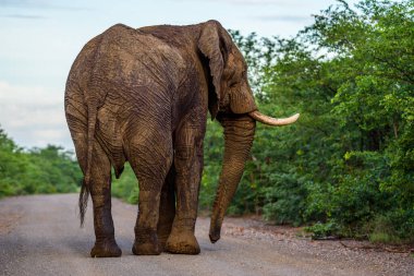 Afrika çalı fili (Loxodonta africana) Güney Afrika 'daki Kruger Ulusal Parkı' nda.