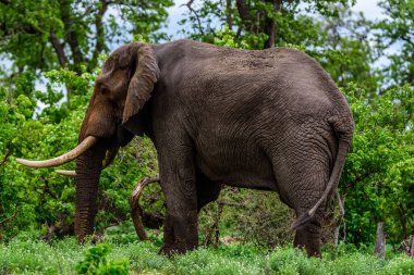 Afrika çalı fili (Loxodonta africana) Güney Afrika 'daki Kruger Ulusal Parkı' nda.