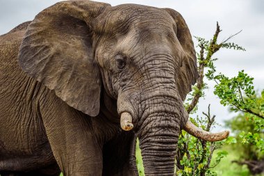 Afrika çalı fili (Loxodonta africana) Güney Afrika 'daki Kruger Ulusal Parkı' nda.