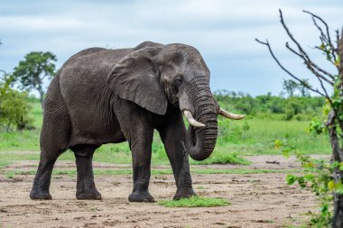 Afrika çalı fili (Loxodonta africana) Güney Afrika 'daki Kruger Ulusal Parkı' nda.