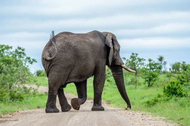 Afrika çalı fili (Loxodonta africana) Güney Afrika 'daki Kruger Ulusal Parkı' nda.