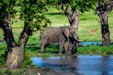 Afrika çalı fili (Loxodonta africana) Güney Afrika 'daki Kruger Ulusal Parkı' nda.