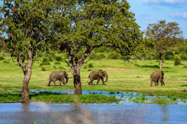 Afrika çalı fili (Loxodonta africana) Güney Afrika 'daki Kruger Ulusal Parkı' nda.