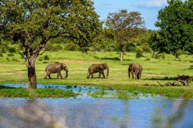 Afrika çalı fili (Loxodonta africana) Güney Afrika 'daki Kruger Ulusal Parkı' nda.