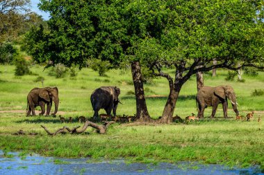 Afrika çalı fili (Loxodonta africana) Güney Afrika 'daki Kruger Ulusal Parkı' nda.