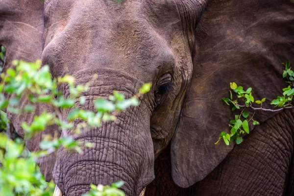 Африканский Слон Loxodonta Affaba Национальном Парке Крюгера Юар — стоковое фото