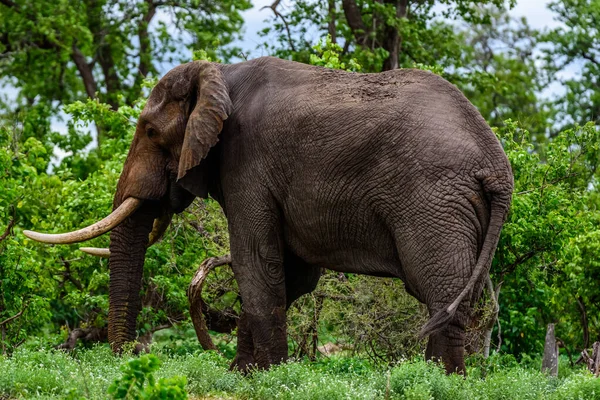 Słoń Afrykański Loxodonta Africana Parku Narodowym Kruger Republice Południowej Afryki — Zdjęcie stockowe