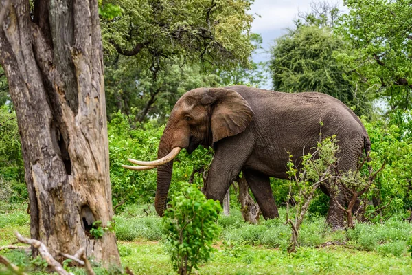 Elefante Arbusto Africano Loxodonta Africana Parque Nacional Kruger África Sul — Fotografia de Stock