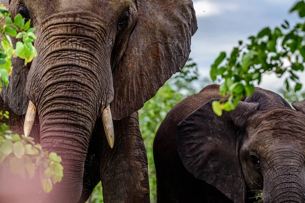 Молодой Африканский Слон Loxodonta Africana Национальном Парке Крюгер Южной Африке — стоковое фото
