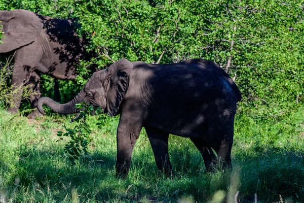Elefante Arbusto Africano Juvenil Loxodonta Africana Parque Nacional Kruger África — Fotografia de Stock