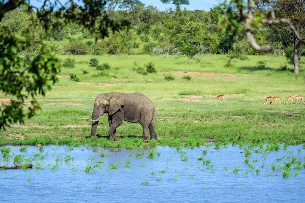Éléphant Brousse Afrique Loxodonta Africana Dans Parc National Kruger Afrique — Photo