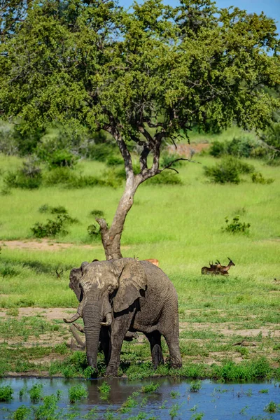 Słoń Afrykański Loxodonta Africana Parku Narodowym Kruger Republice Południowej Afryki — Zdjęcie stockowe